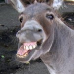 Profile picture of Silverback Bongoro