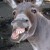 Profile picture of Silverback Bongoro